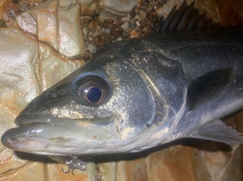 セイゴ（マルスズキ）の釣果