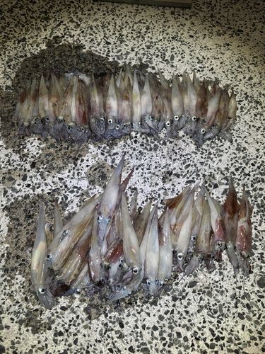ヤリイカの釣果