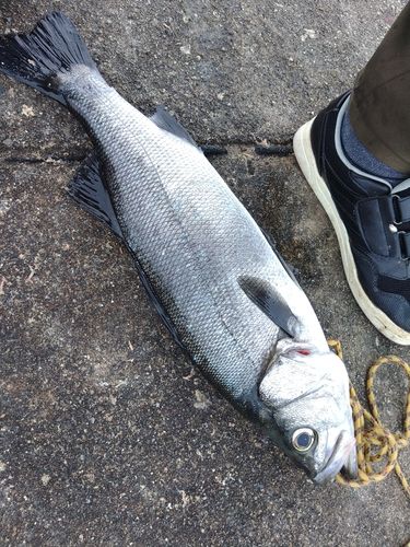 ヒラスズキの釣果