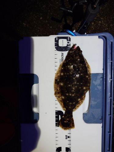 ヒラメの釣果