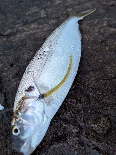 コノシロの釣果