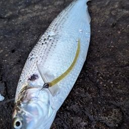 コノシロ