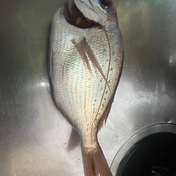 マダイ