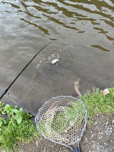 ニジマスの釣果