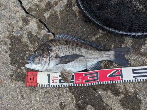 チヌの釣果