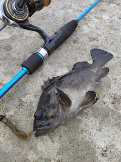 クロソイの釣果