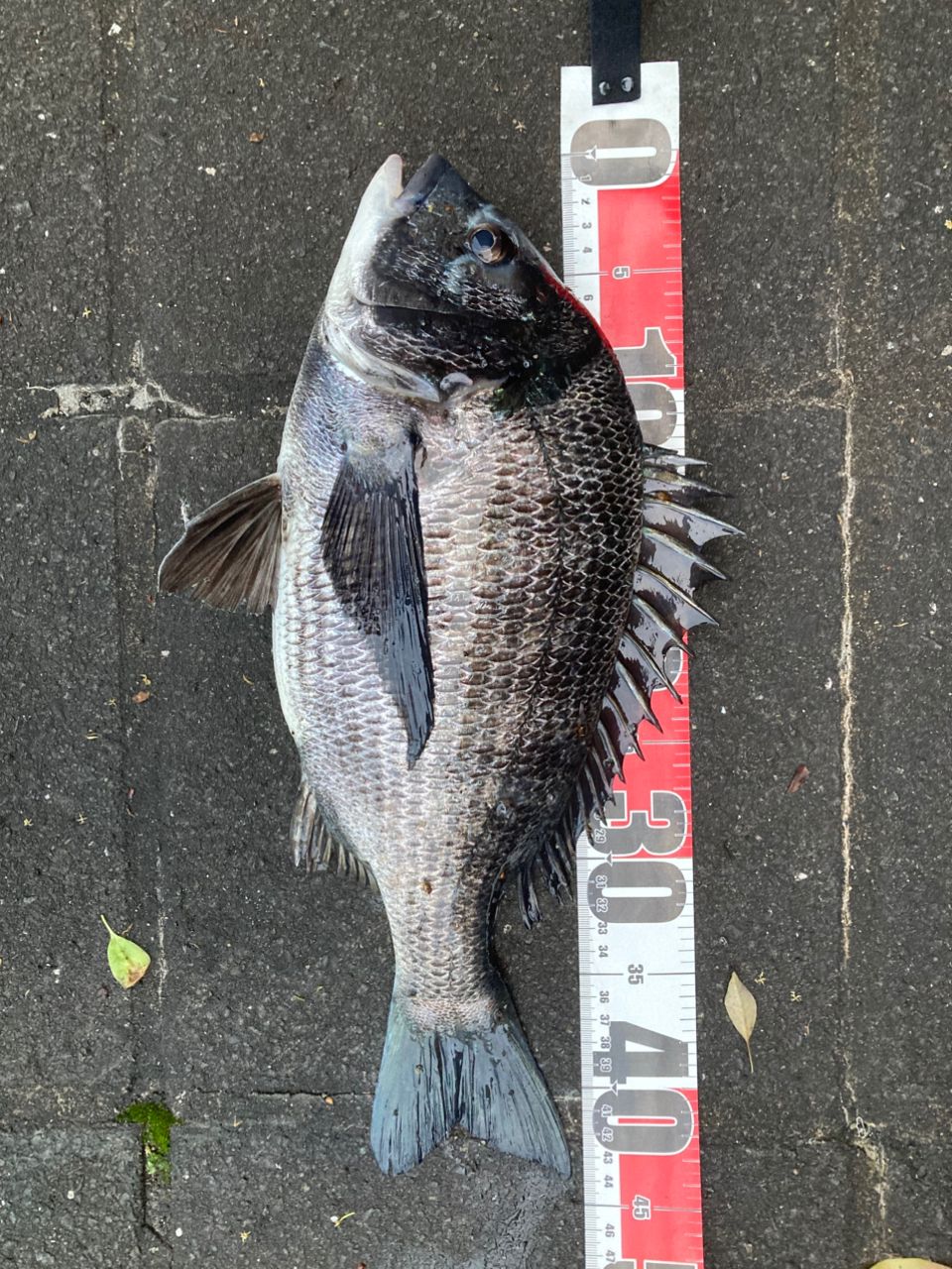 DAIWA 20BJ スナイパー ヘチX XH-270の最安値・インプレ・釣果 | 本音