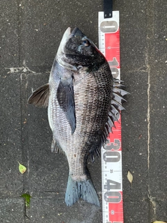 クロダイの釣果