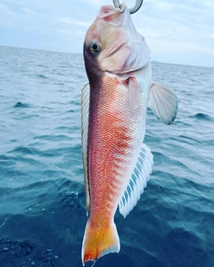 シロアマダイの釣果