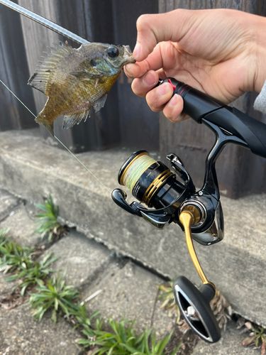 ブルーギルの釣果
