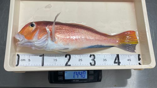 アカアマダイの釣果