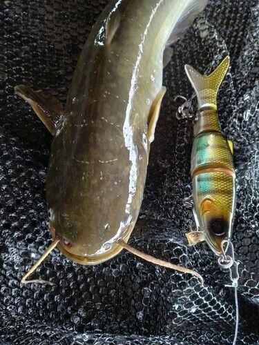 マナマズの釣果