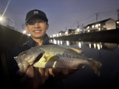 ラージマウスバスの釣果