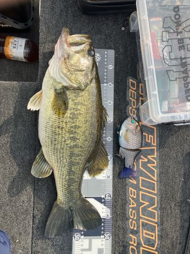 ブラックバスの釣果