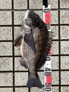 クロダイの釣果