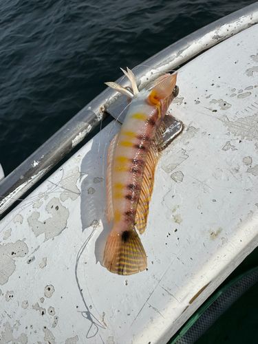 オキトラギスの釣果