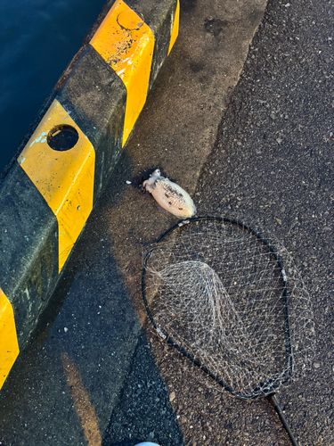 コウイカの釣果