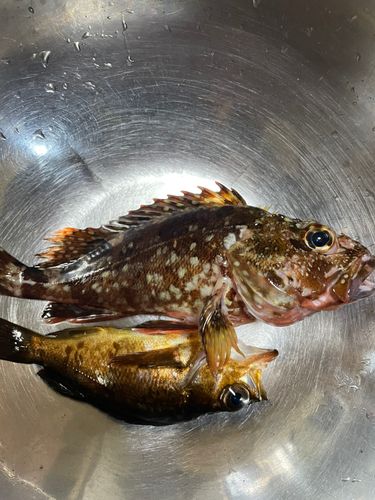 アラカブの釣果