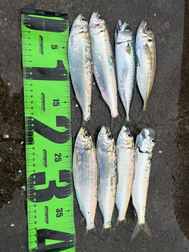 アジの釣果