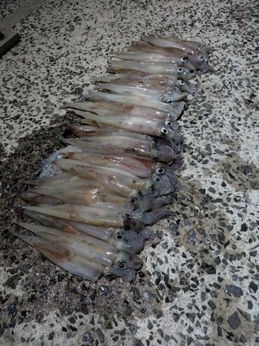 ヤリイカの釣果