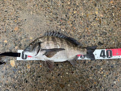 クロダイの釣果