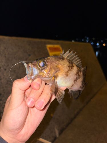 メバルの釣果