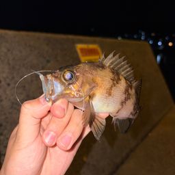 メバル