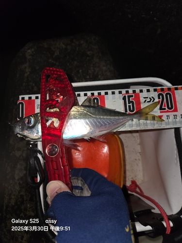 マアジの釣果