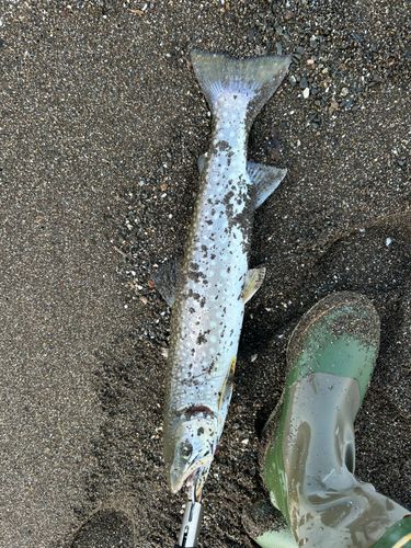 アメマスの釣果