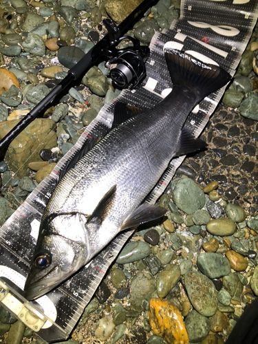 ヒラスズキの釣果