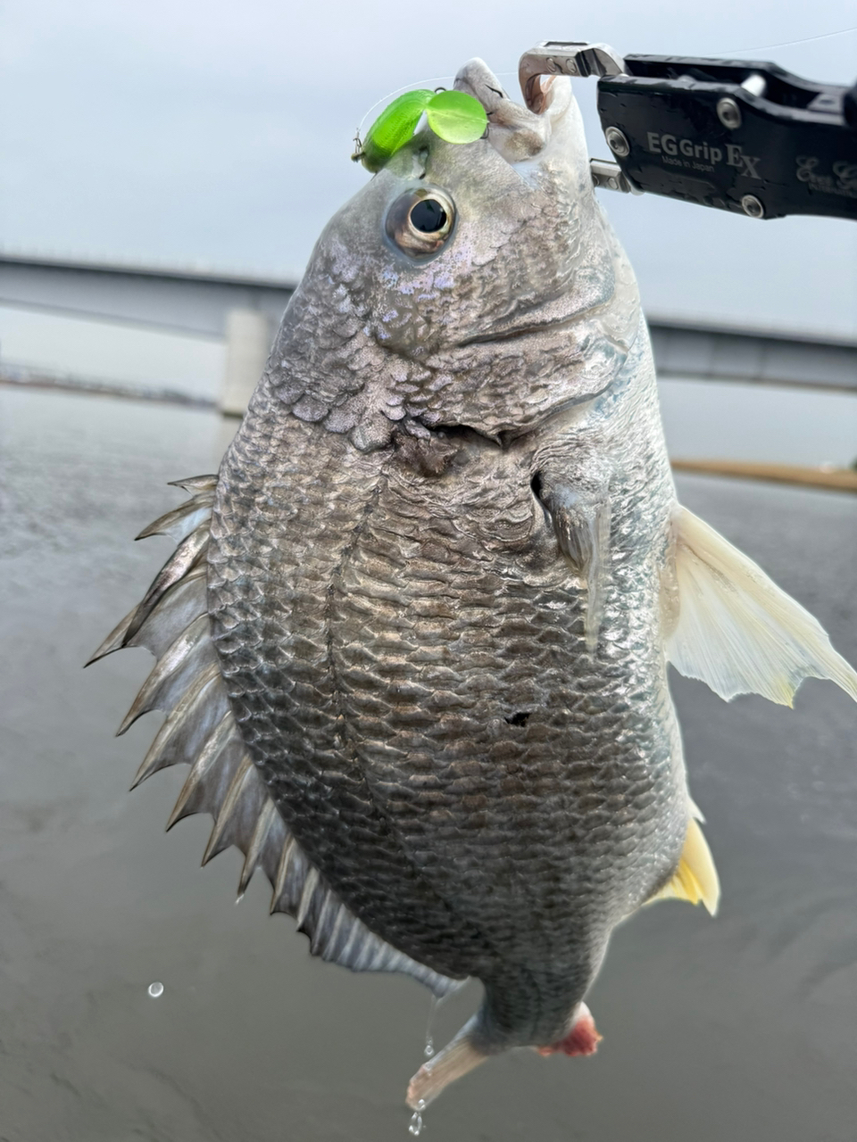 SHIMANO 18ステラ 4000MHGの最安値・インプレ・釣果 | 本音の
