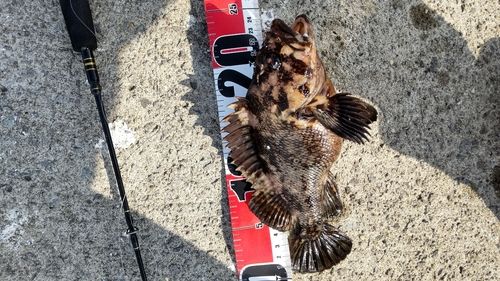 オウゴンムラソイの釣果