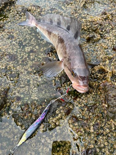 ホッケの釣果