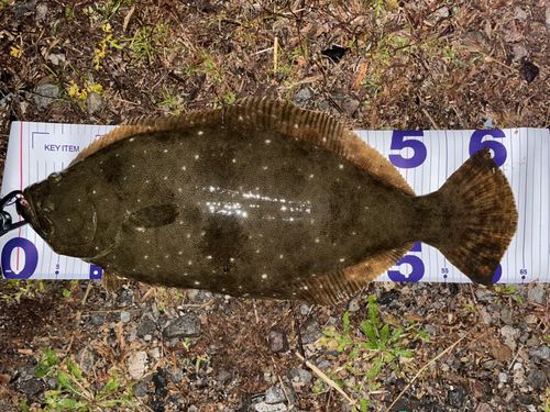 ヒラメの釣果