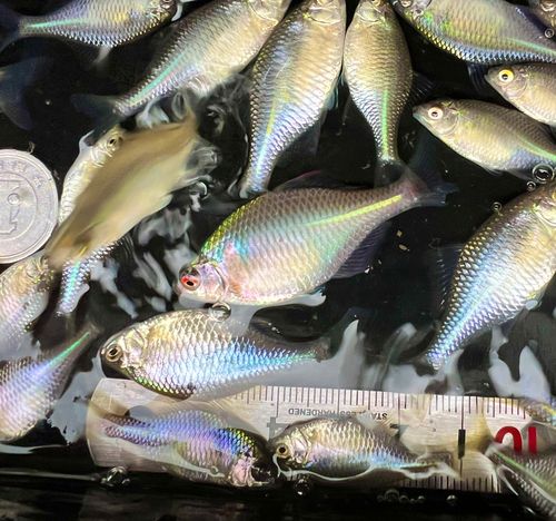 タイリクバラタナゴの釣果