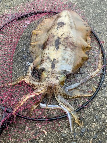 アオリイカの釣果