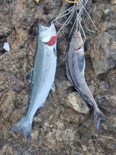 サクラマスの釣果