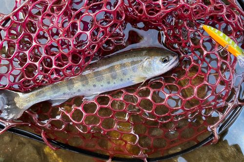 ヤマメの釣果