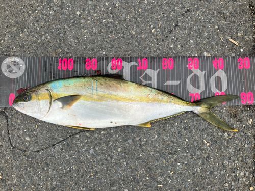 ヒラマサの釣果