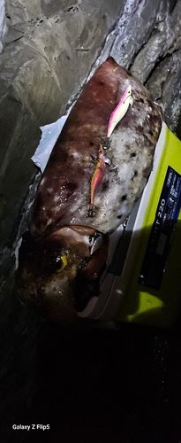 コブシメの釣果