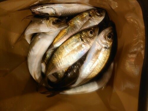 アジの釣果