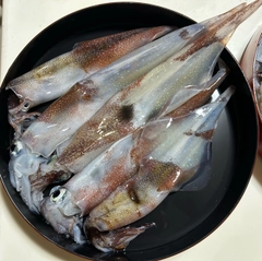 ヤリイカの釣果