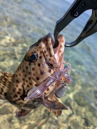 ヒトミハタの釣果