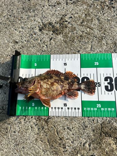 ガシラの釣果