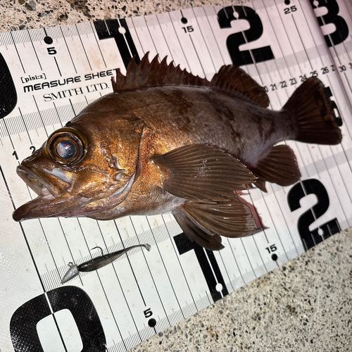 メバルの釣果