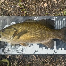 スモールマウスバス