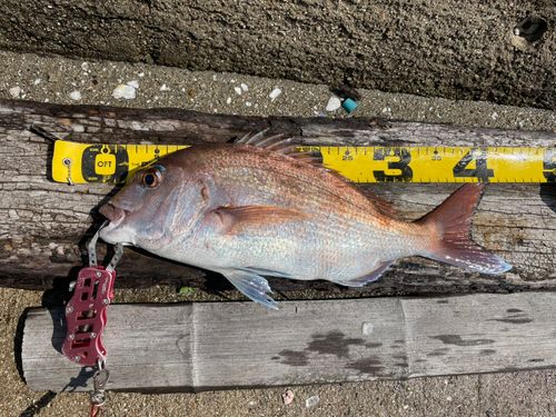 マダイの釣果