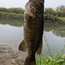 スモールマウスバス
