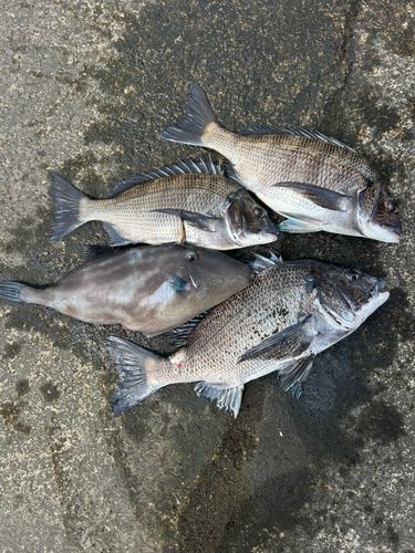 チヌの釣果