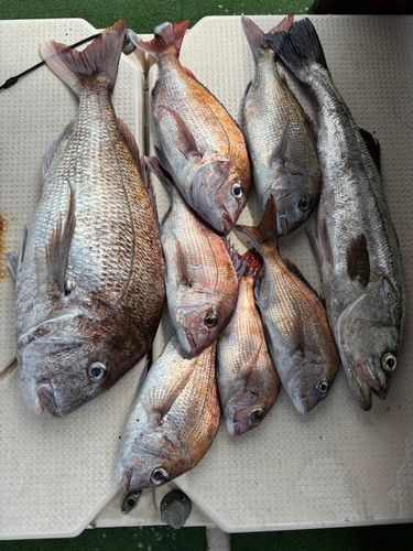 マダイの釣果